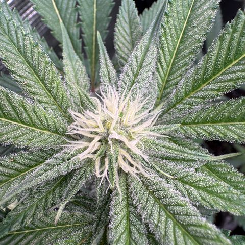 Growlog-Zeitleistenfoto von Dante's Inferno (4) 