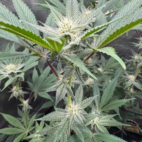 Growlog-Zeitleistenfoto von Dante's Inferno (4) 