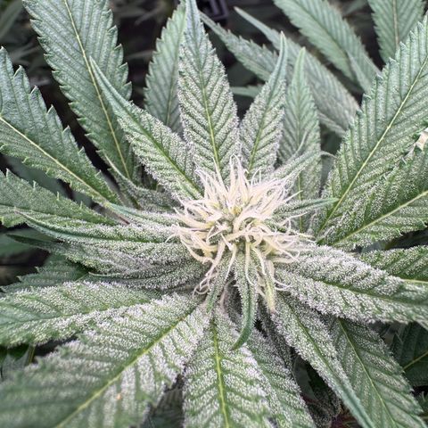 Growlog-Zeitleistenfoto von Dante's Inferno (4) 