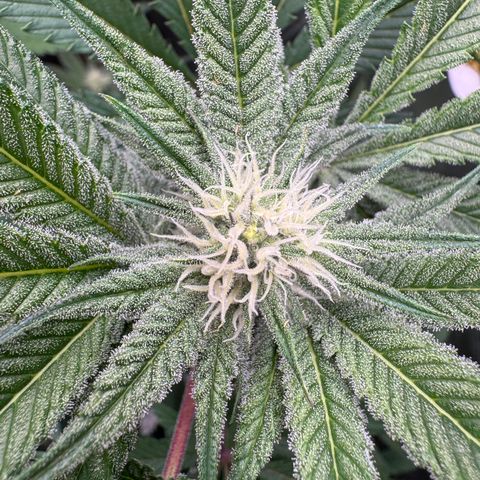 Growlog-Zeitleistenfoto von Dante's Inferno (4) 