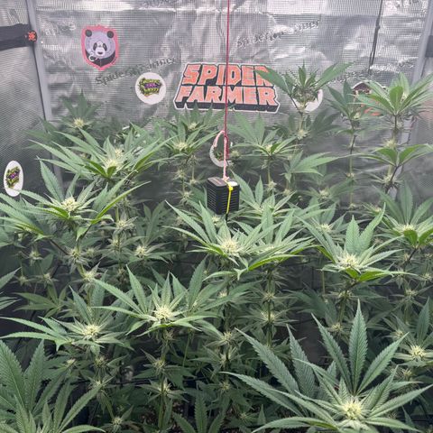 Growlog-Zeitleistenfoto von Dante's Inferno (4) 