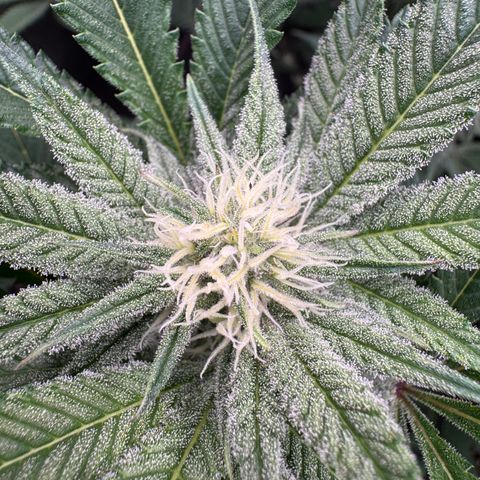 Growlog-Zeitleistenfoto von Dante's Inferno (4) 