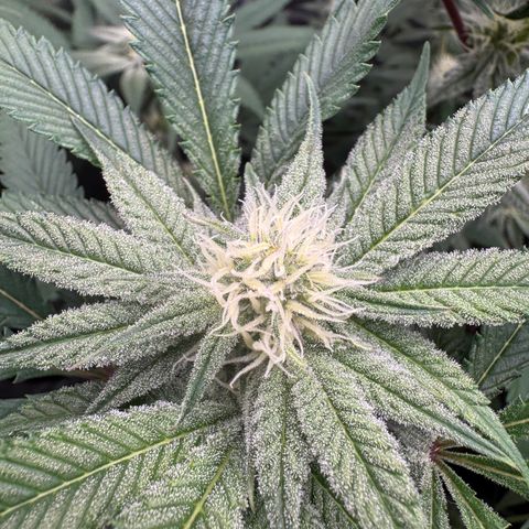 Growlog-Zeitleistenfoto von Dante's Inferno (4) 