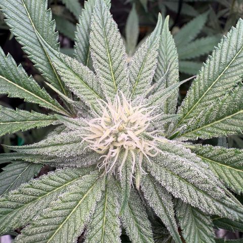 Growlog-Zeitleistenfoto von Dante's Inferno (4) 