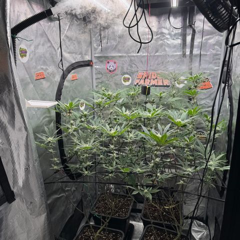Growlog-Zeitleistenfoto von Dante's Inferno (4) 