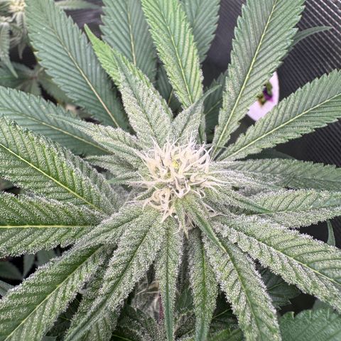 Growlog-Zeitleistenfoto von Dante's Inferno (4) 