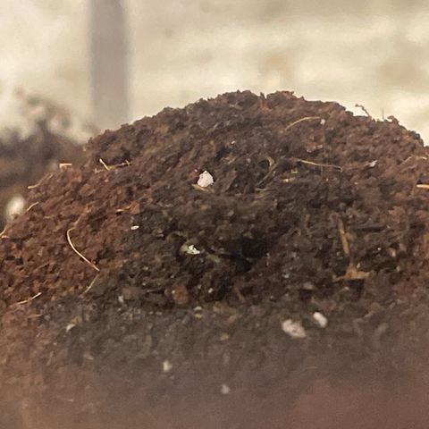 quickie 1111 growlog photo: Erstes Lebenszeichen