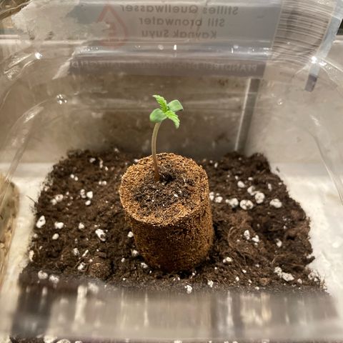 quickie 1111 growlog timeline photo