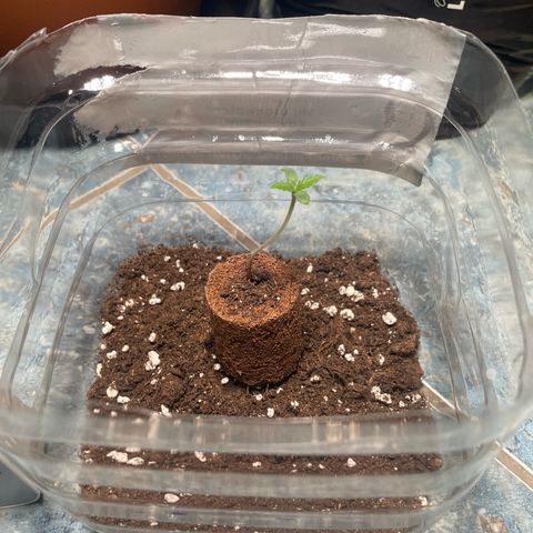 quickie 1111 growlog timeline photo