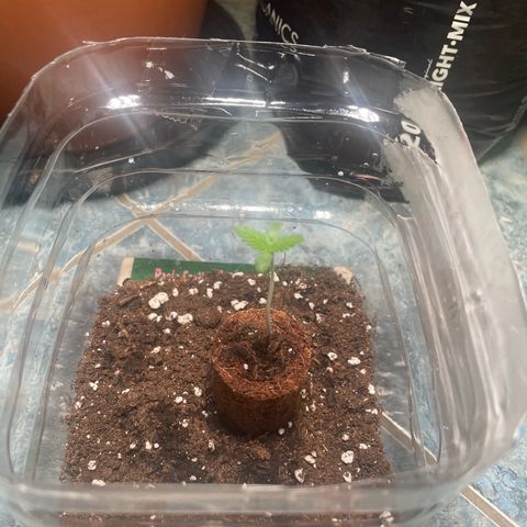 quickie 1111 growlog timeline photo
