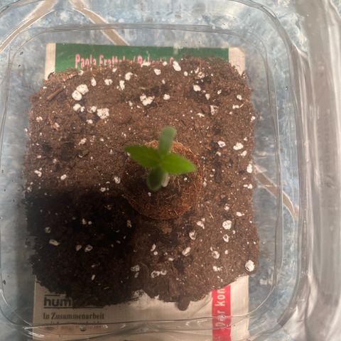 quickie 1111 growlog timeline photo
