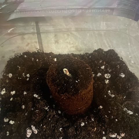 quickie 1111 growlog timeline photo