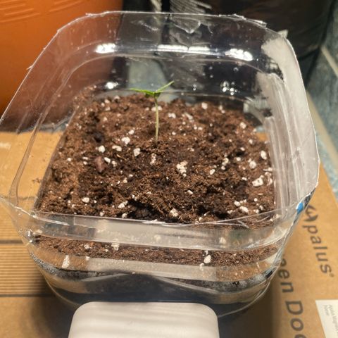 quickie 1111 growlog photo: stil war ca 6cm, evtl wegen wind umgeknickt und bis zum boden hängen lassen, umgetopft und tiefer eingegraben