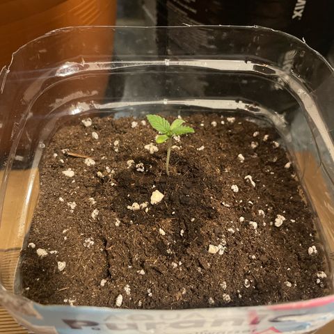 quickie 1111 growlog timeline photo