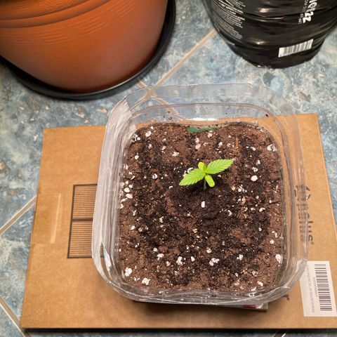 quickie 1111 growlog timeline photo