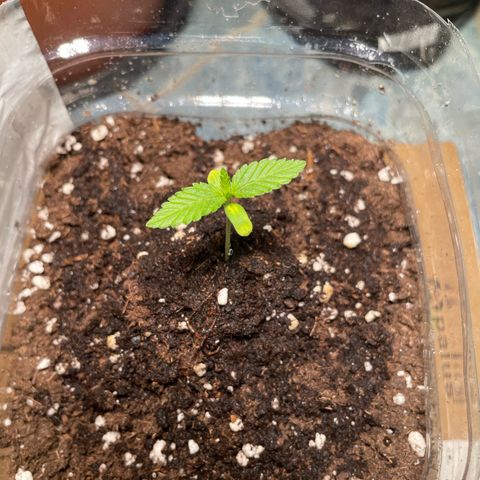 quickie 1111 growlog timeline photo