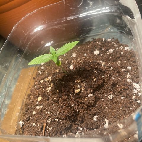 quickie 1111 growlog timeline photo