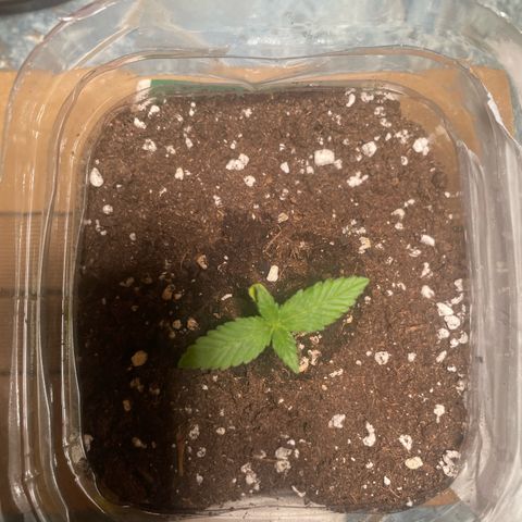 quickie 1111 growlog timeline photo