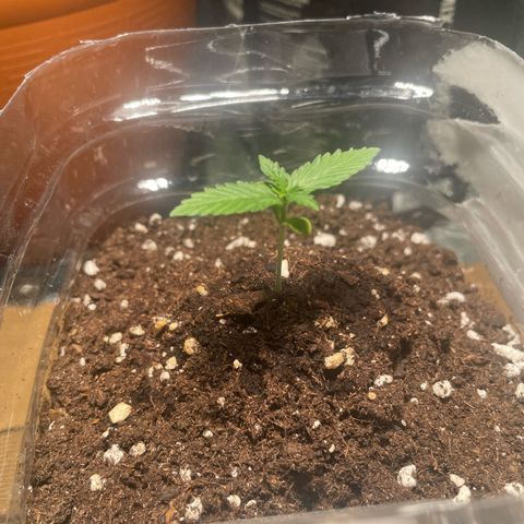 quickie 1111 growlog timeline photo