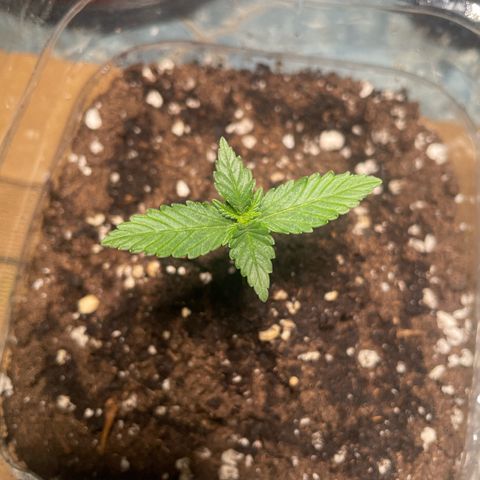 quickie 1111 growlog timeline photo