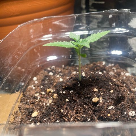 quickie 1111 growlog timeline photo
