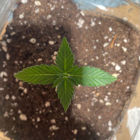 quickie 1111 growlog timeline photo