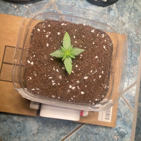 quickie 1111 growlog timeline photo