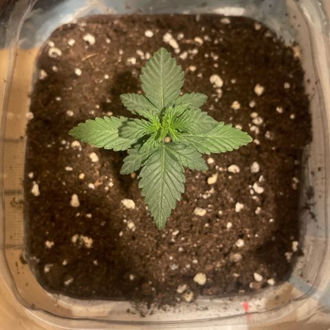 quickie 1111 growlog timeline photo