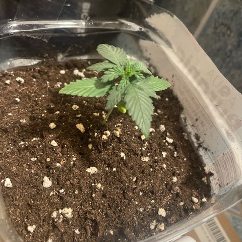 quickie 1111 growlog timeline photo