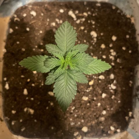 quickie 1111 growlog photo: pflanze riecht schon leicht von nahem