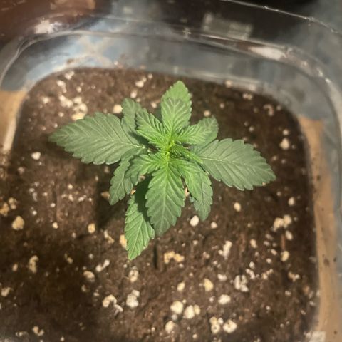 quickie 1111 growlog timeline photo