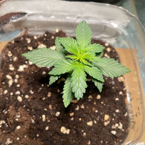 quickie 1111 growlog timeline photo