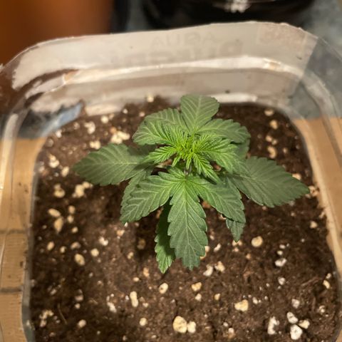quickie 1111 growlog timeline photo