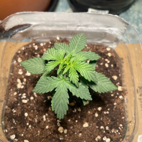 quickie 1111 growlog timeline photo