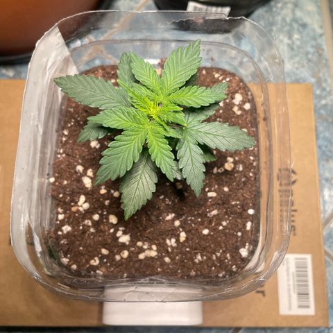 quickie 1111 growlog timeline photo