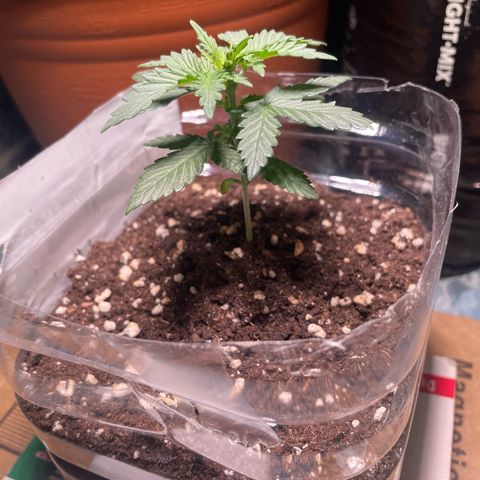quickie 1111 growlog timeline photo