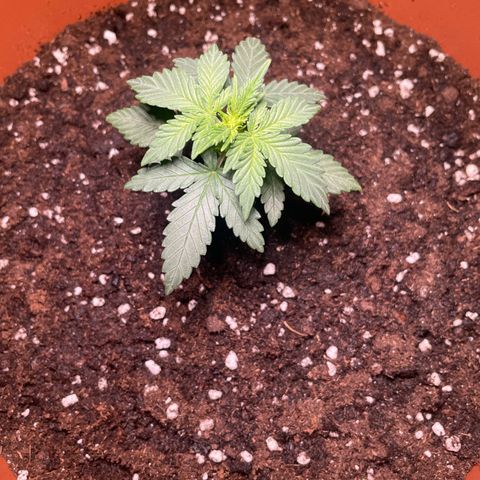 quickie 1111 growlog timeline photo