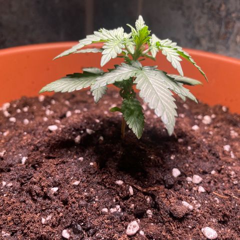 quickie 1111 growlog timeline photo