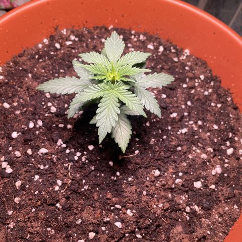 quickie 1111 growlog timeline photo