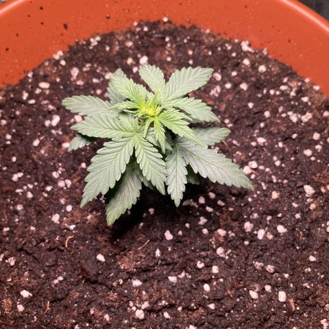 quickie 1111 growlog timeline photo