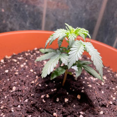 quickie 1111 growlog timeline photo