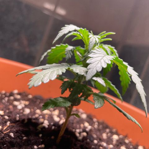 quickie 1111 growlog timeline photo
