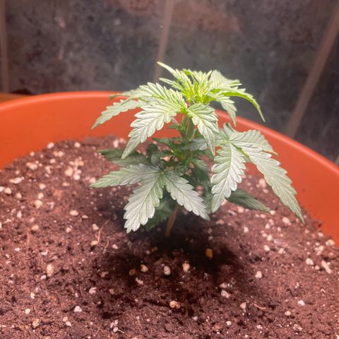quickie 1111 growlog photo: 6. stock triebe entwickelt sich