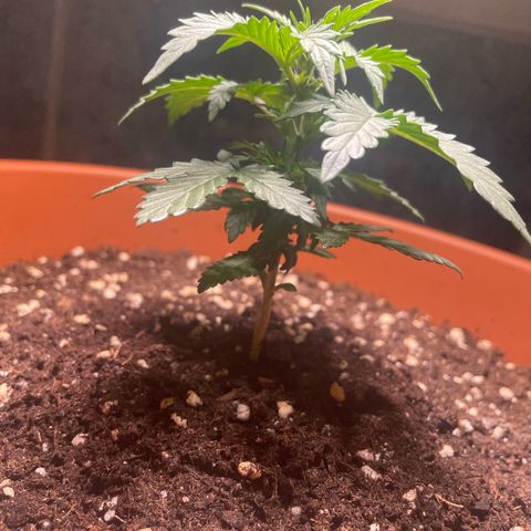 quickie 1111 growlog timeline photo