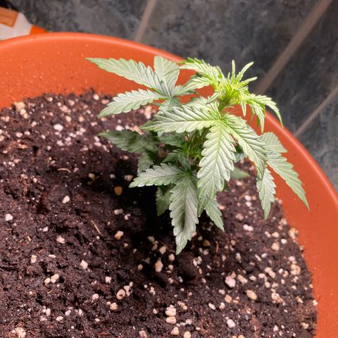 quickie 1111 growlog timeline photo