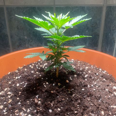 quickie 1111 growlog timeline photo