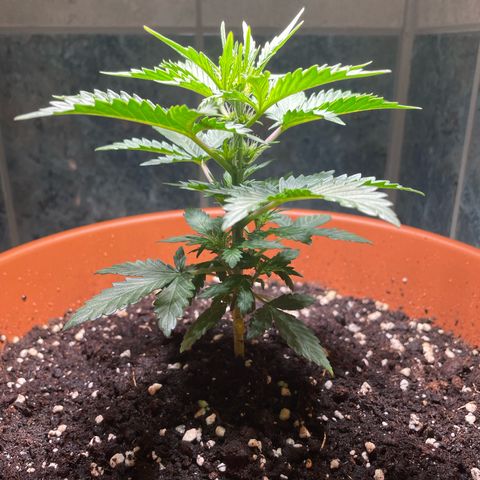 quickie 1111 growlog timeline photo