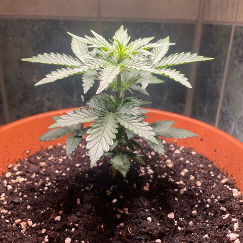 quickie 1111 growlog photo: 6 stunden draußen gewesen