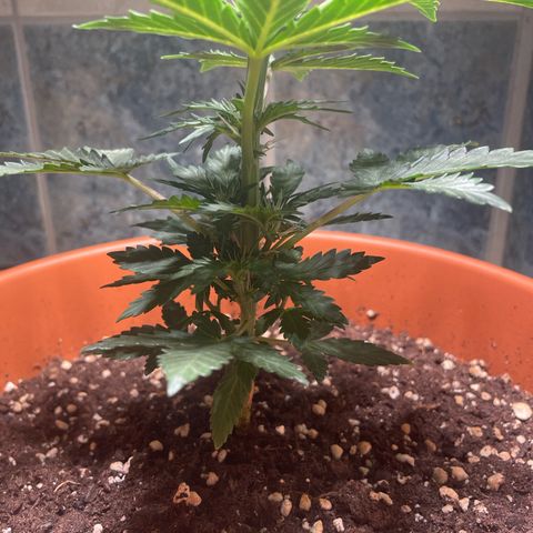 quickie 1111 growlog timeline photo