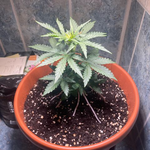 quickie 1111 growlog timeline photo